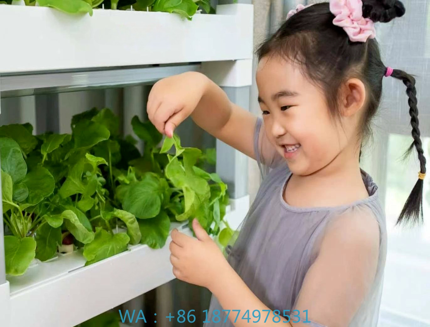 nt China Hydrokultur Grow Box  - Home Automation Systems Diy recensione e prezzo