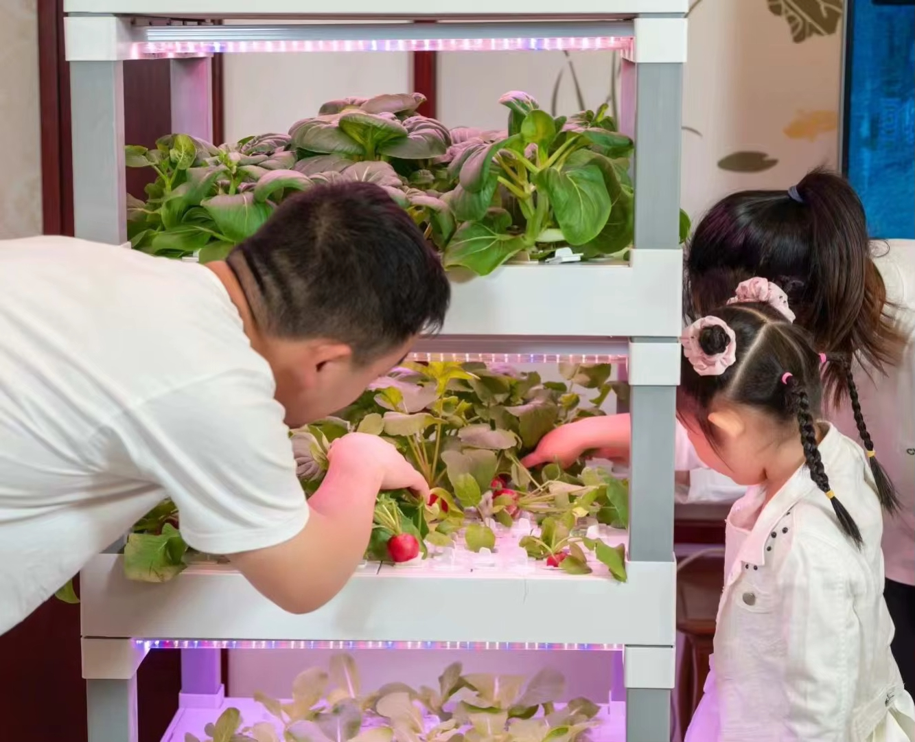 nt China Hydrokultur Grow Box  - Home Automation Systems Diy recensione e prezzo