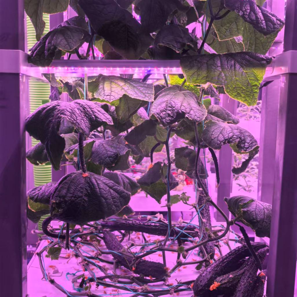 nt China Hydrokultur Grow Box  - Home Automation Systems Diy recensione e prezzo