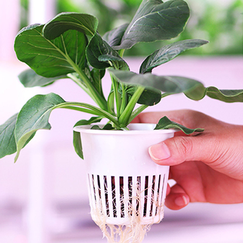 ydroponic Planting System Smar - Diy Automation recensione e prezzo
